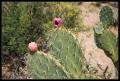 CRW_8948 Prickly pear